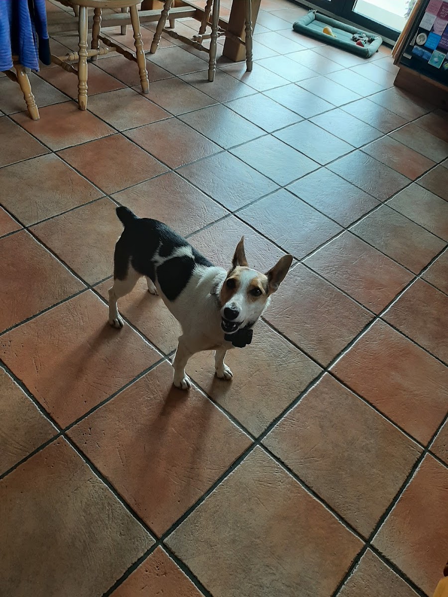 All Creatures Vet Group – Ballybay Branch
