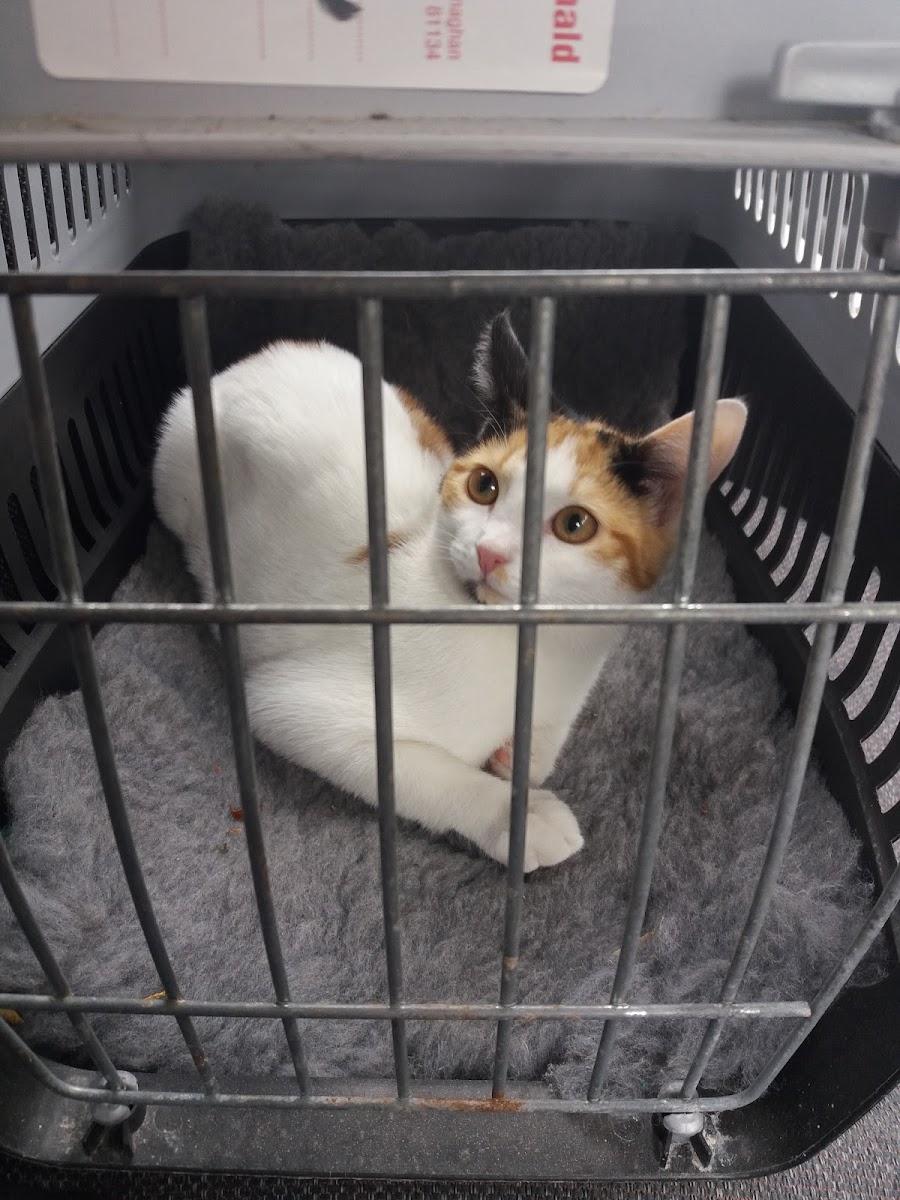 All Creatures Vets Group – Monaghan Branch