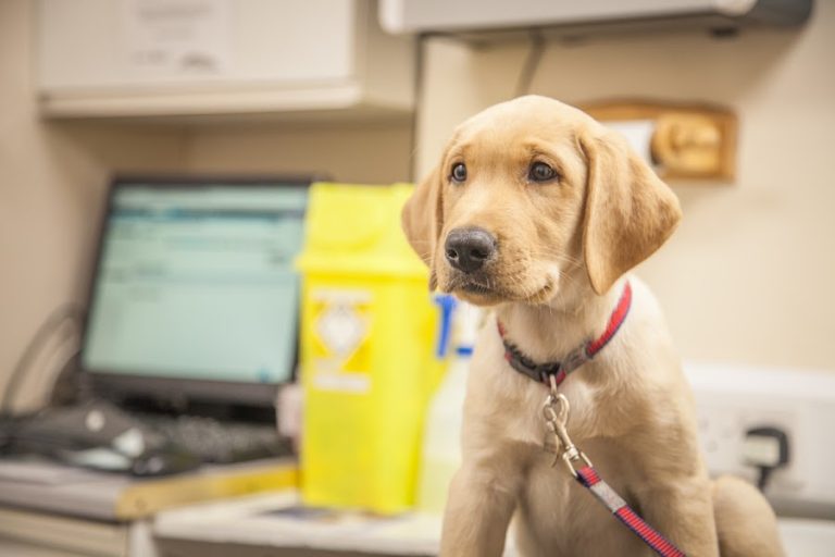 Avenue Veterinary Clinic