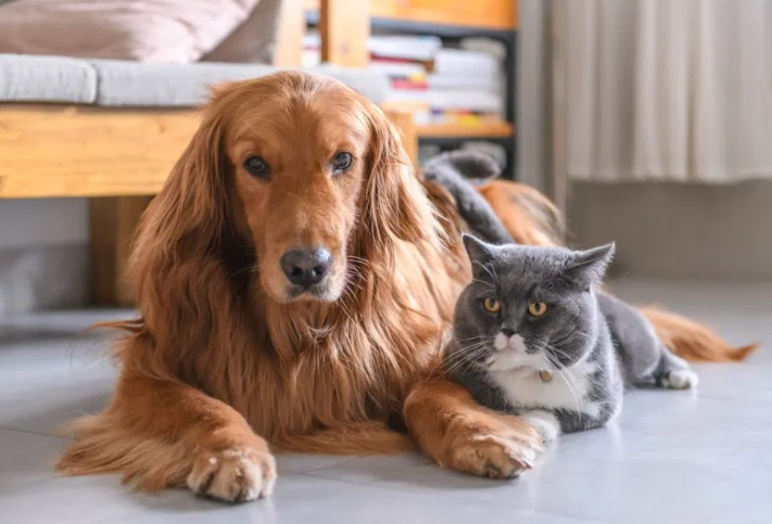 BRIDGE HOUSE VETERINARY CLINIC