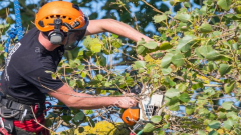 Cavan Tree Services