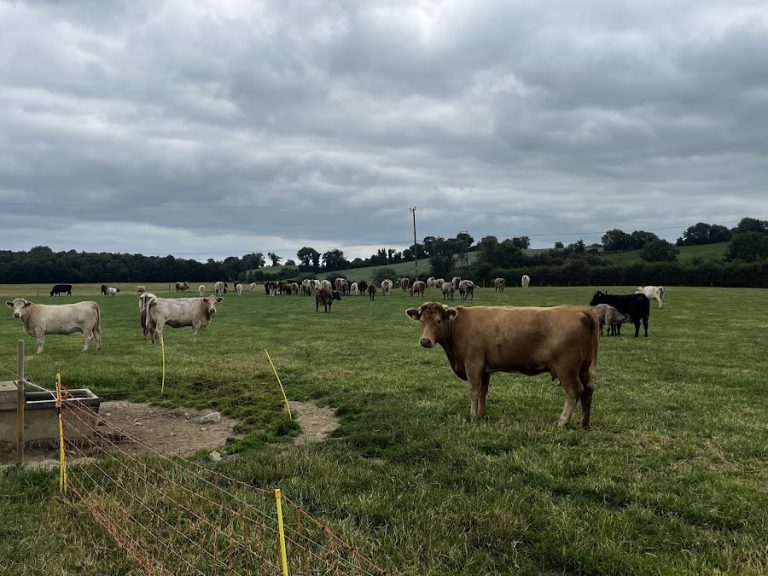 Farm Tours Ireland
