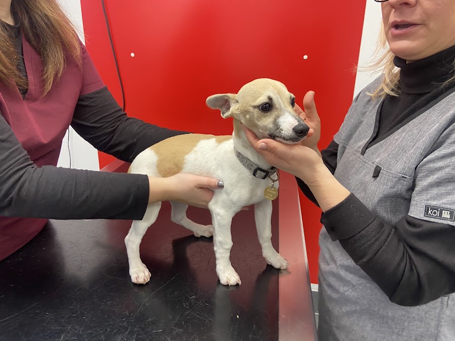 Healthy Pets Veterinary Clinic