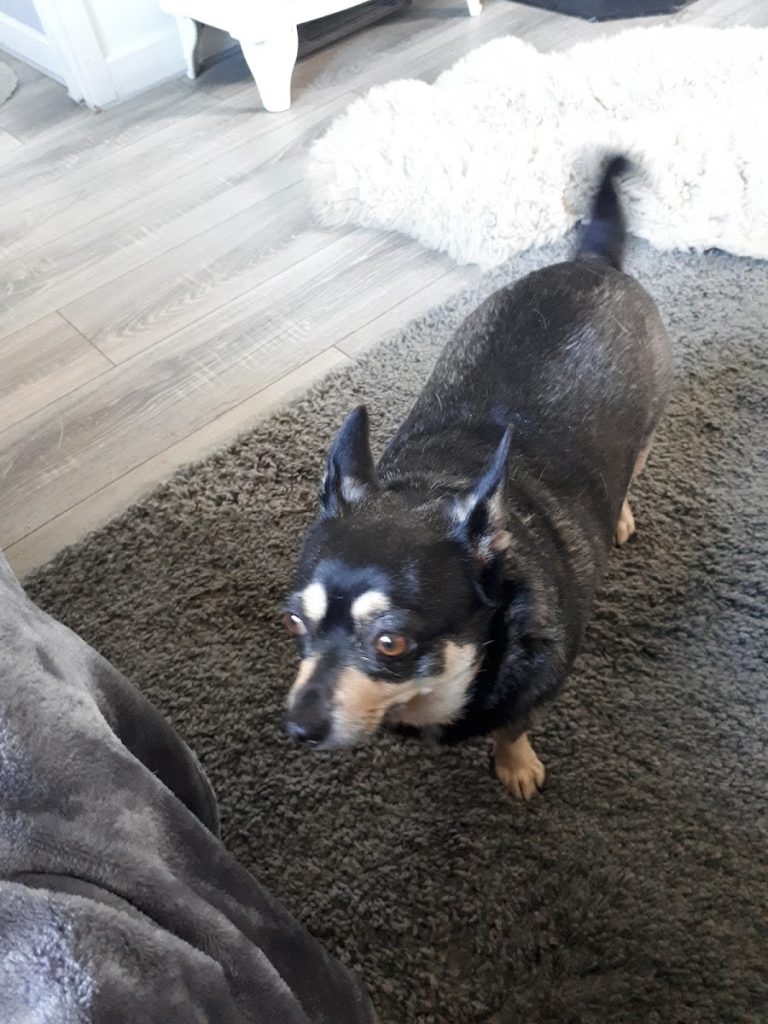 O’Reilly Veterinary Surgeons