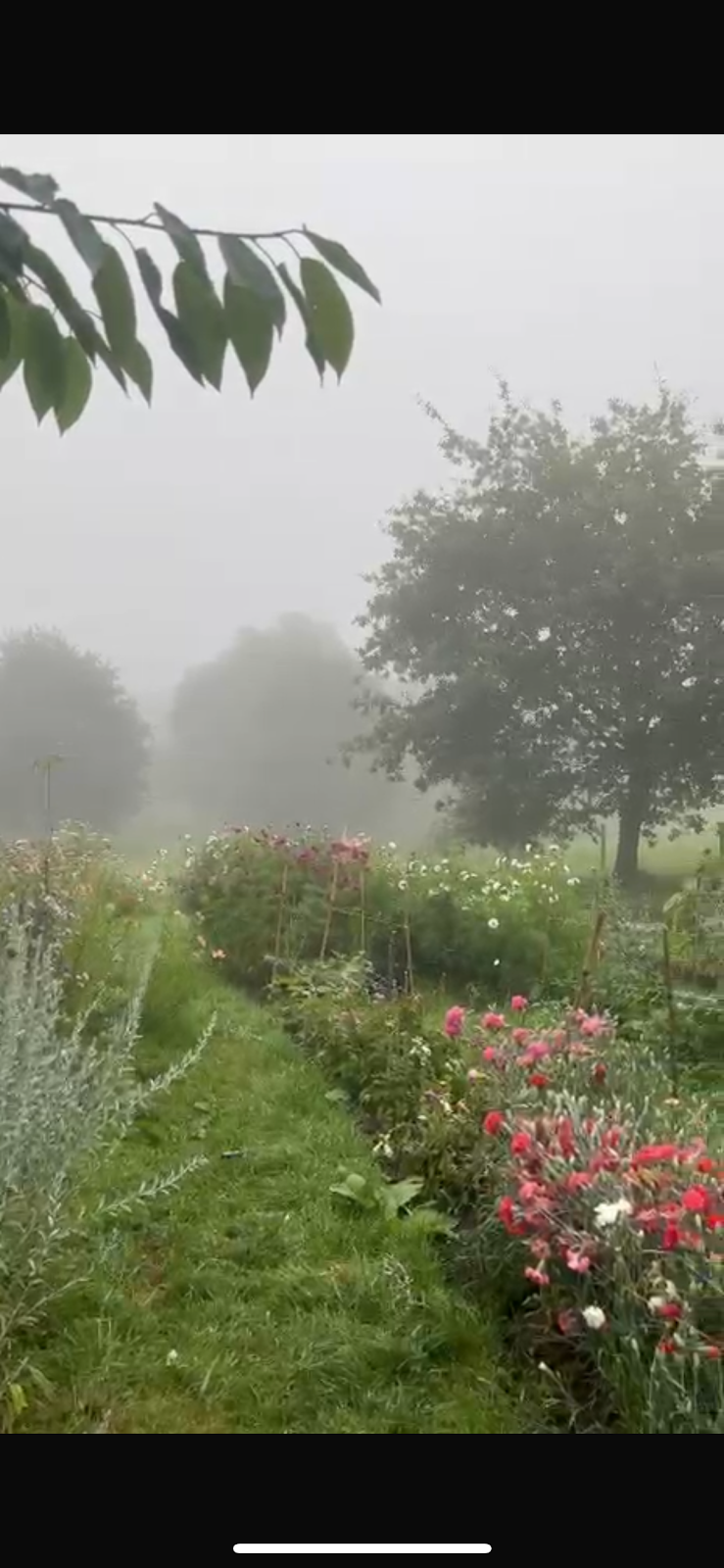 Oak Hill Flowers