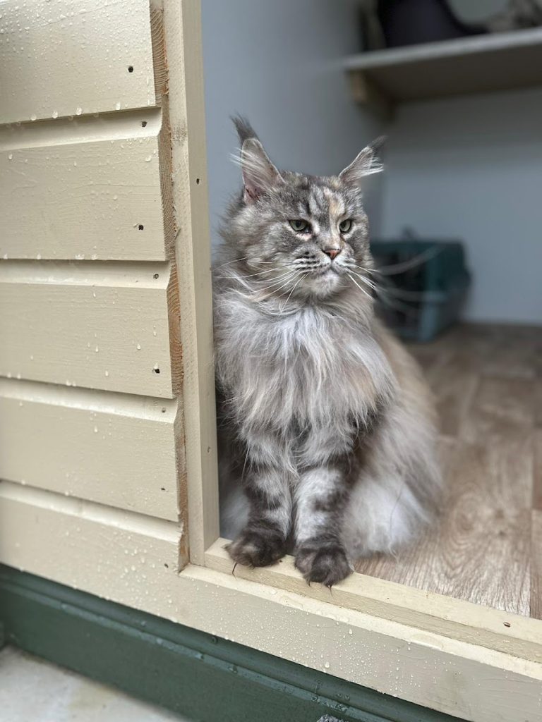 Priderock Boarding Cattery