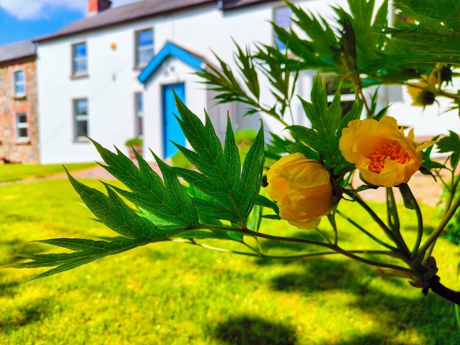 The Wisteria Clinic – Botox and Aesthetic Medicine Clinic in Ardee, Co Louth