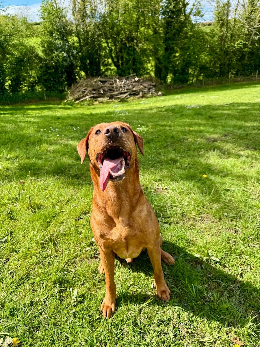 AM Boarding Kennels