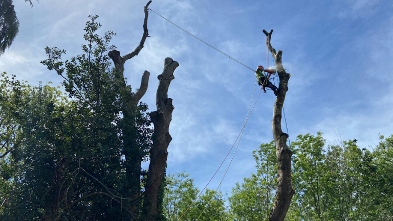 ANNETT ARB TREE CARE