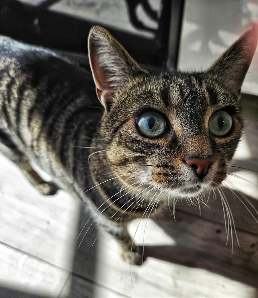 Airport Cattery