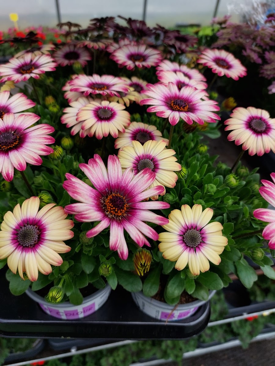 Alt Nursery Ltd