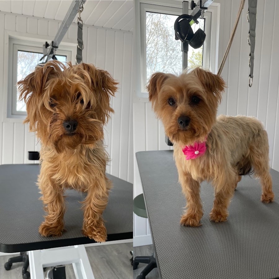 Annahagh Dog Grooming