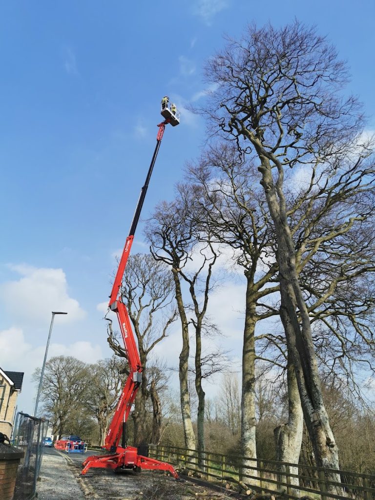 Antrim Tree Services