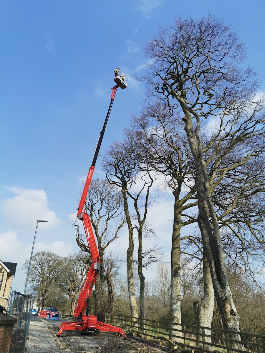 Antrim Tree Services