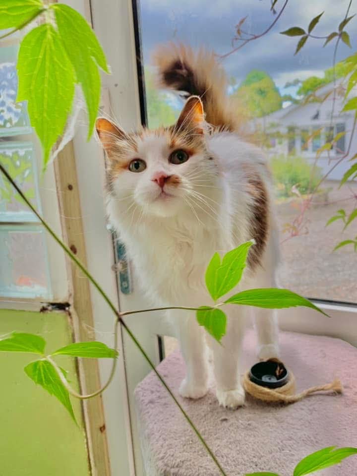 Armagh Country Pet Hotel