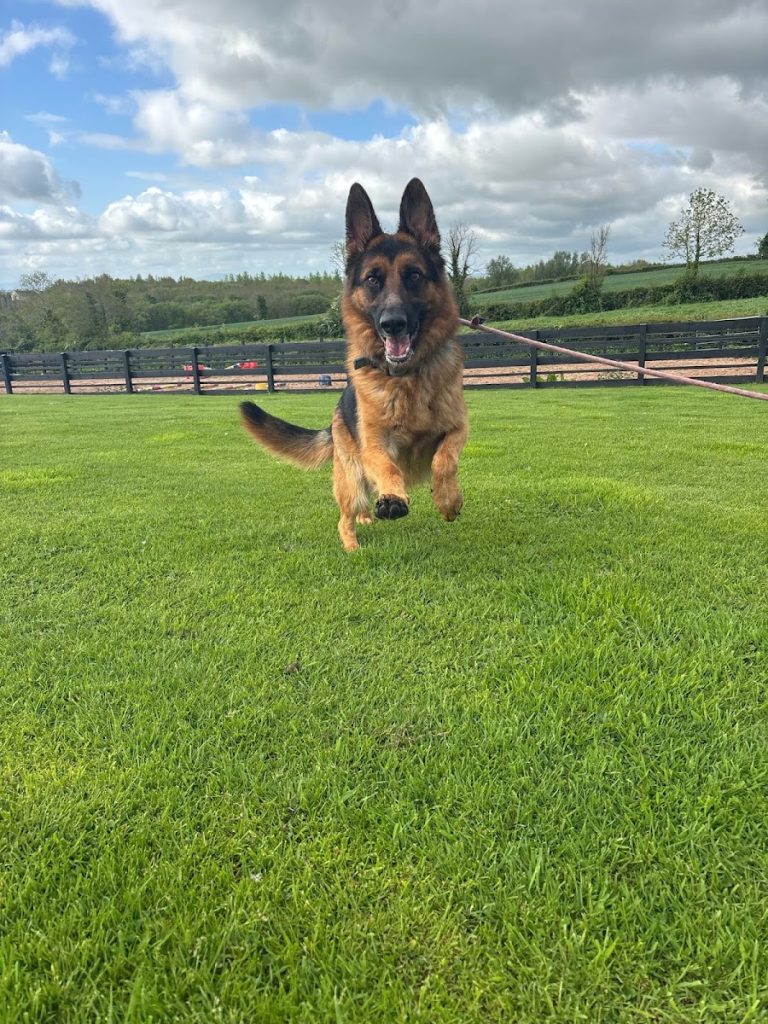 Ballydugan Kennels