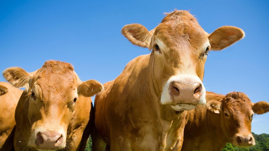 Ballygawley Veterinary Clinic – Ballygawley