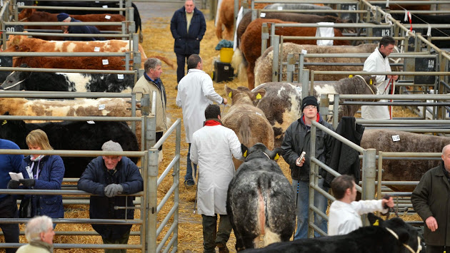 Ballymena Livestock Market