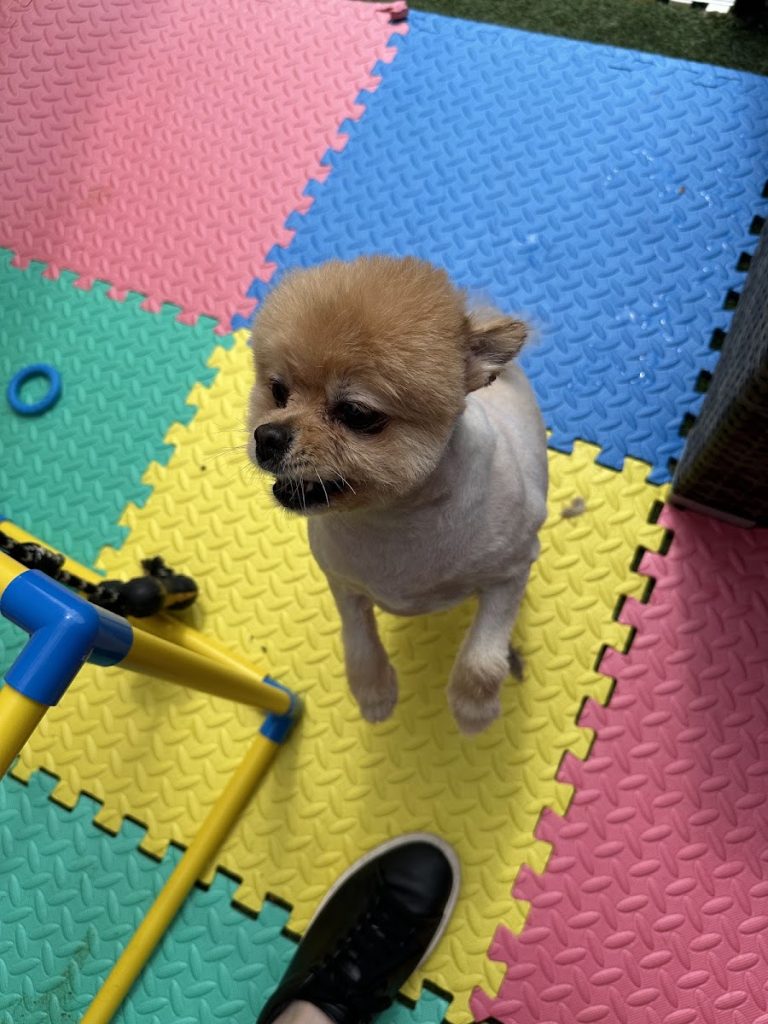 Bark Avenue Dog Hotel