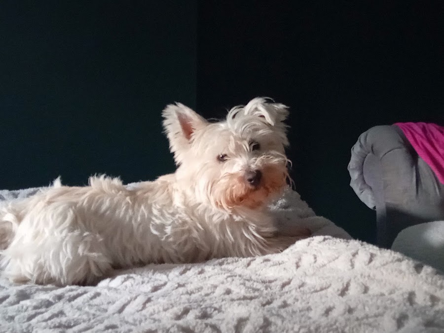 Bed and Biscuit Boarding Kennels
