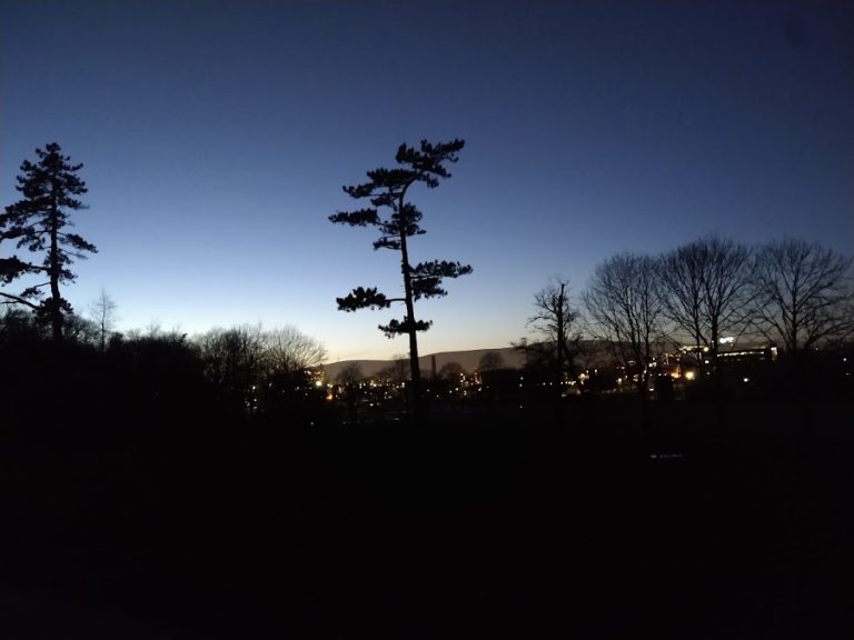 Belfast Tree & Garden Services – Pruned /Topped/Removed