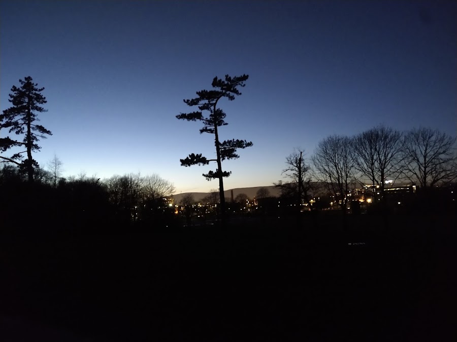 Belfast Tree & Garden Services – Pruned /Topped/Removed