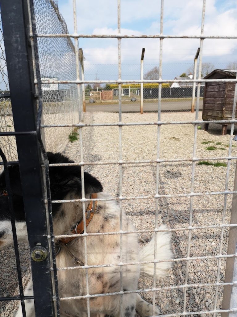 Benvardin Animal Rescue Kennels