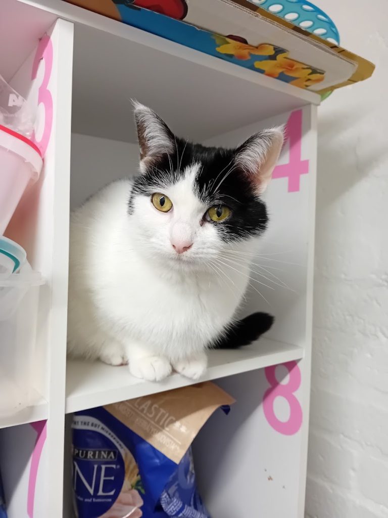 Black Paws Cattery