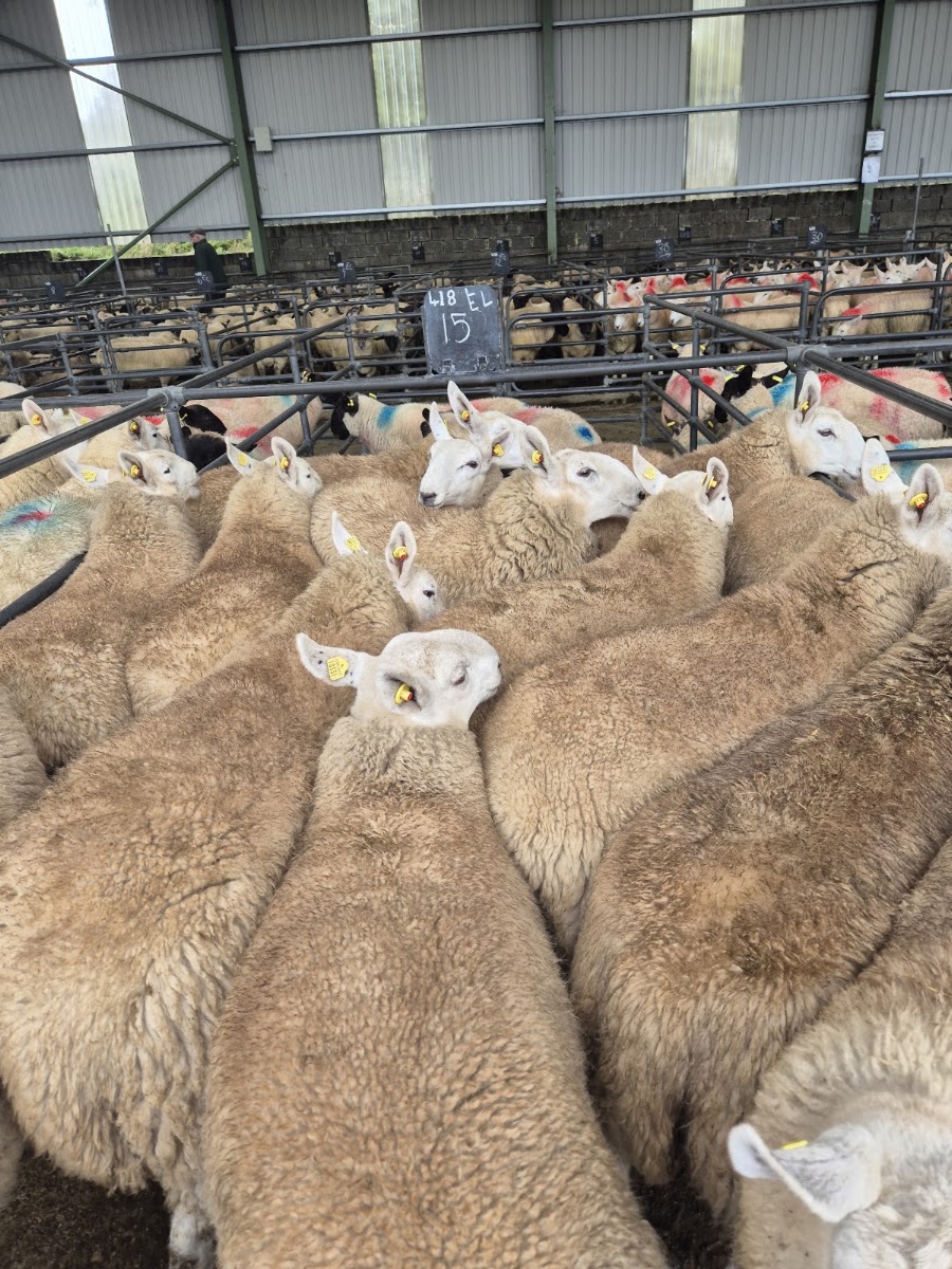 Blessington Mart J.P & M Doyle