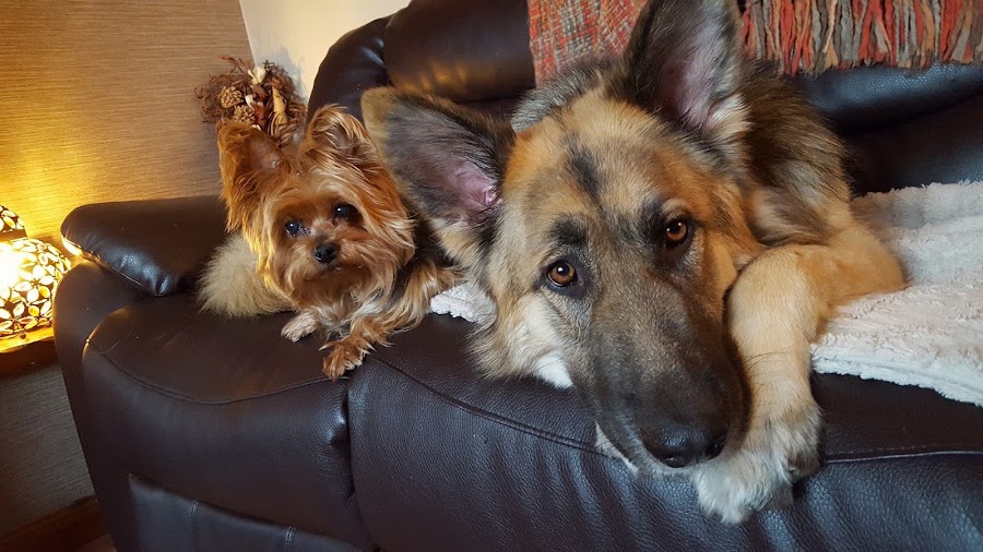 Blissful Brush Dog Grooming
