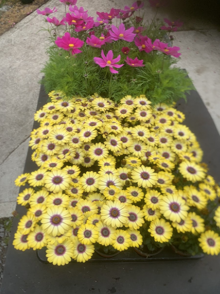 Boxtree Nursery And Garden Centre