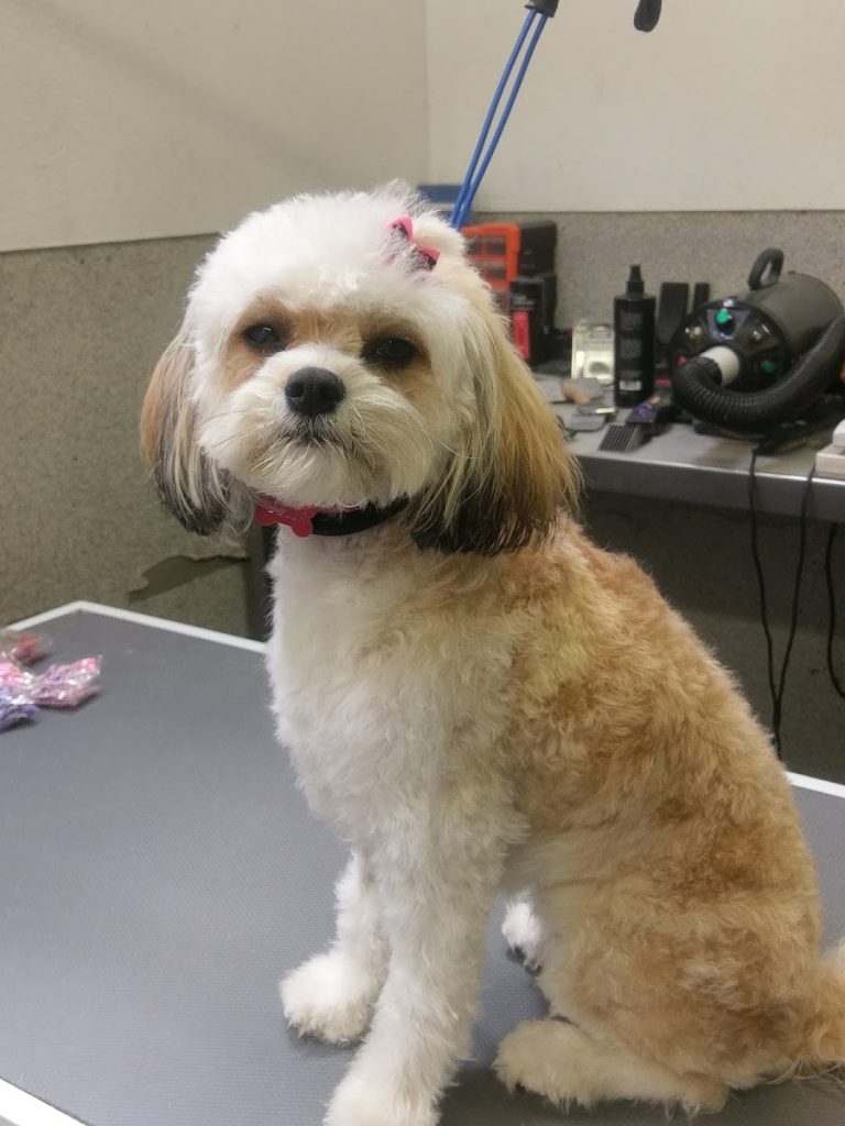 CSPCA