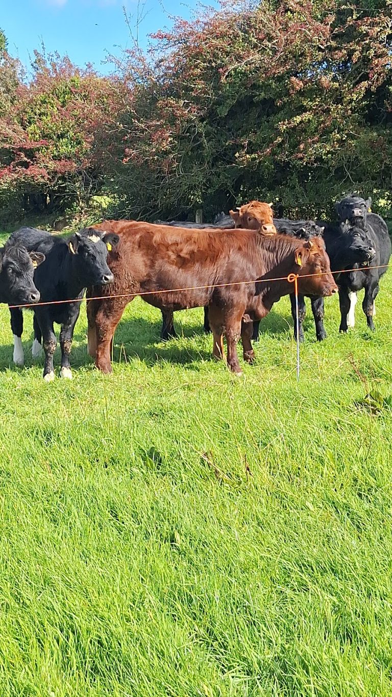 Cahir Mart