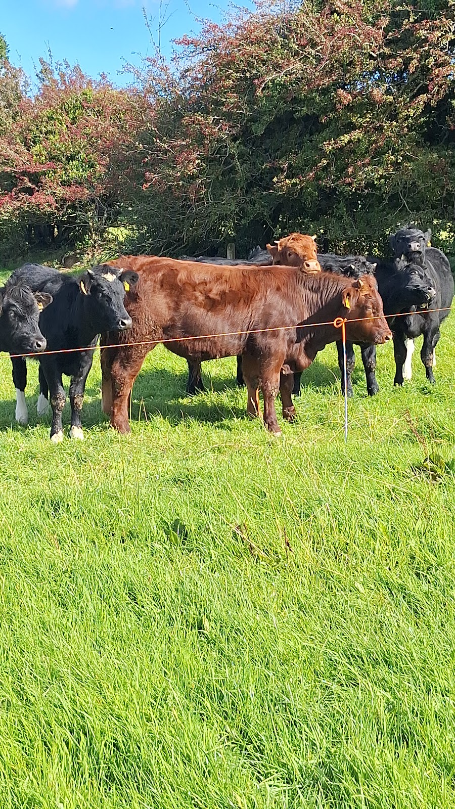Cahir Mart