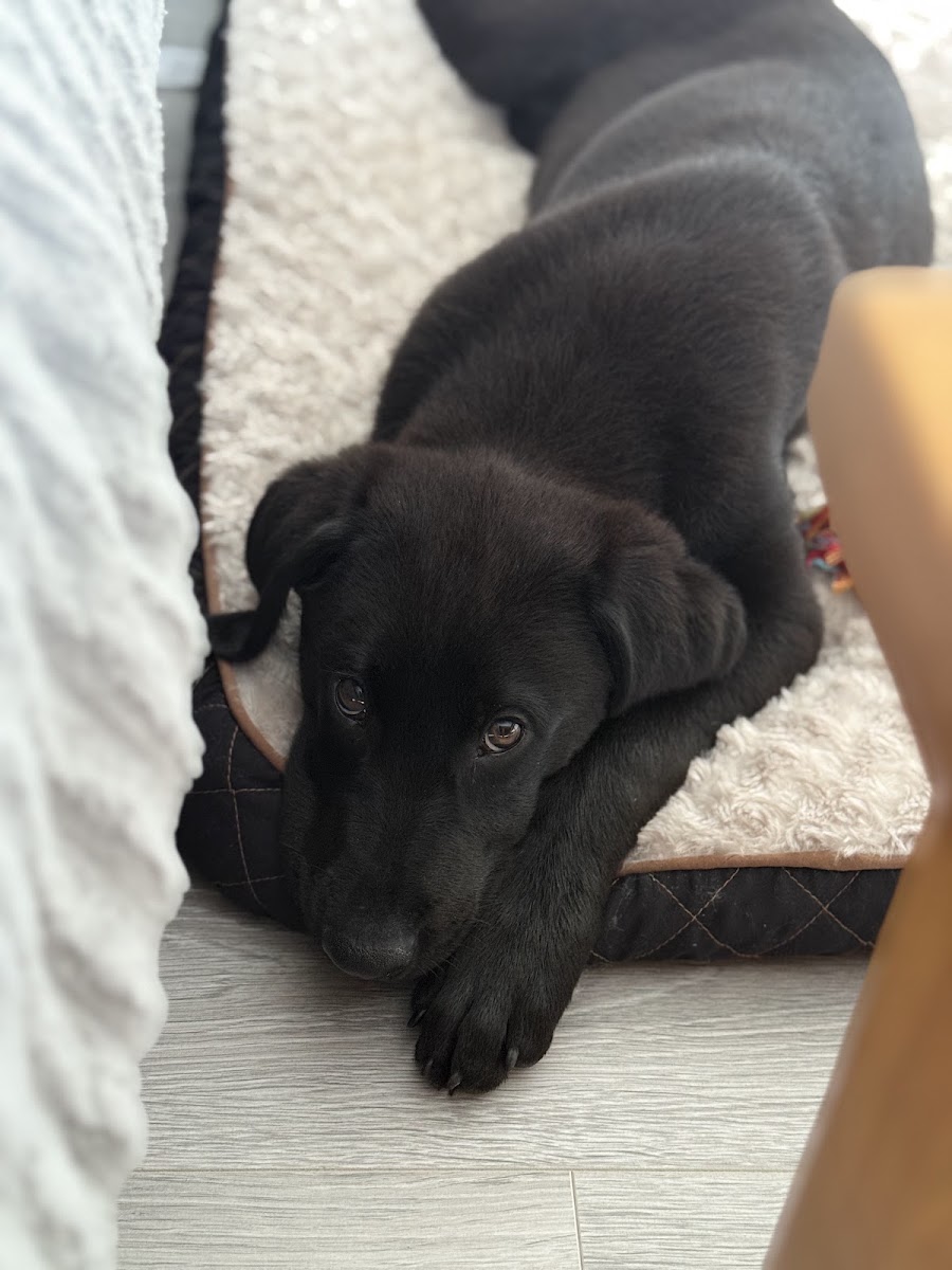 Carrick Dog Shelter