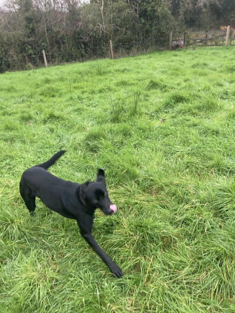Carrick Kennels