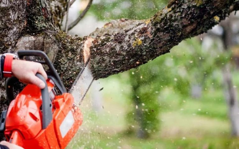 Carrick on Shannon Tree Services
