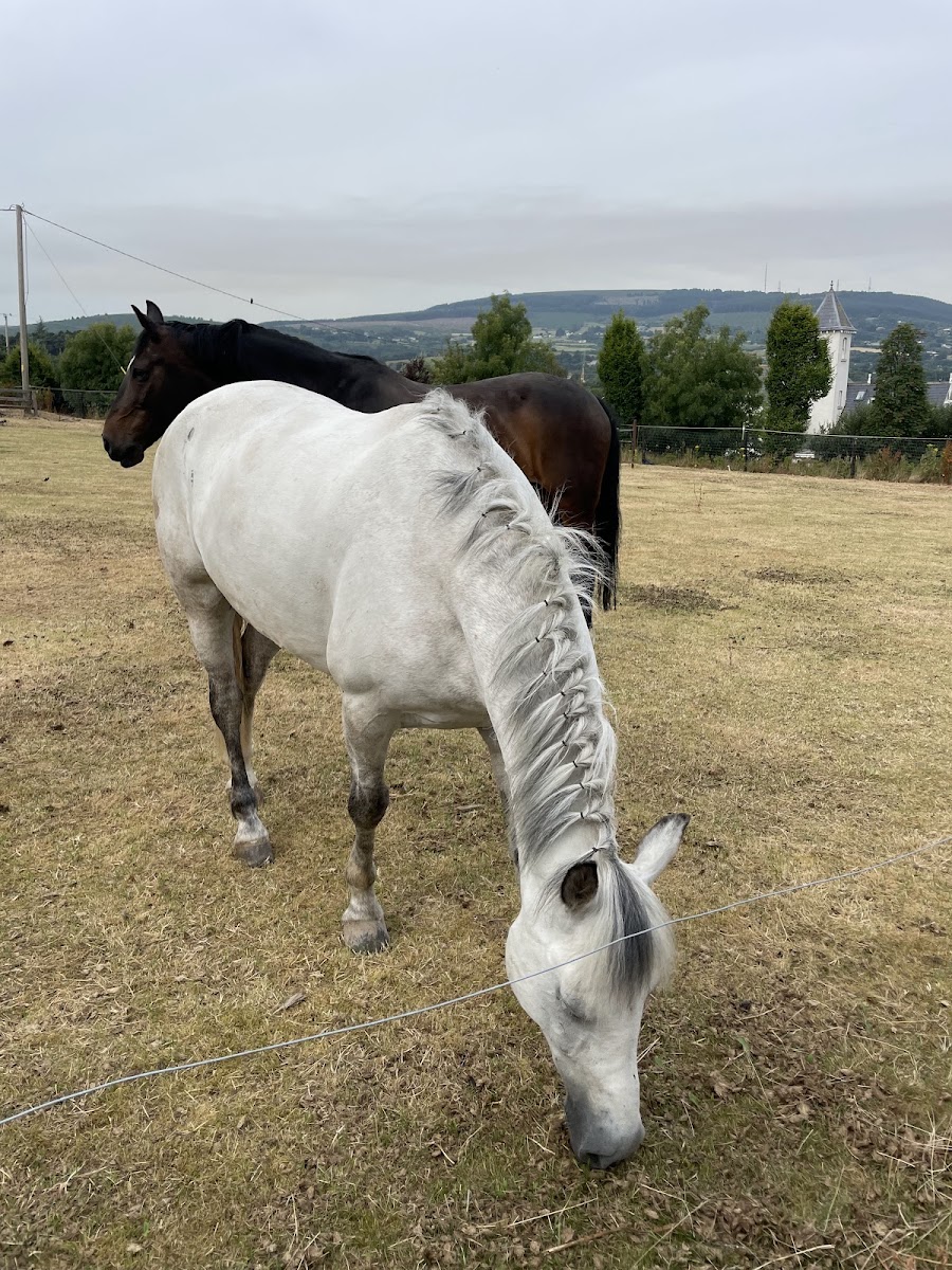 Carrickmines Equestrian Centre