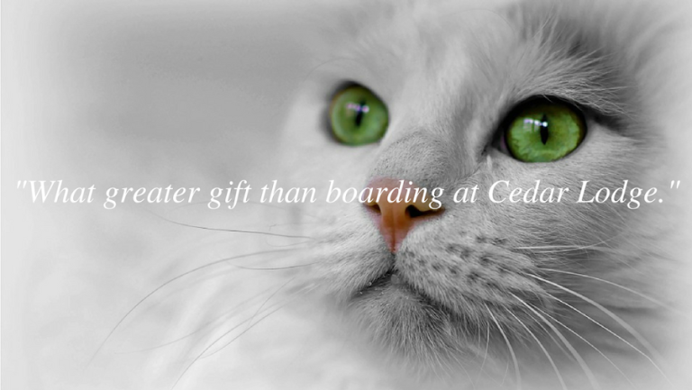 Cedar Lodge Cattery