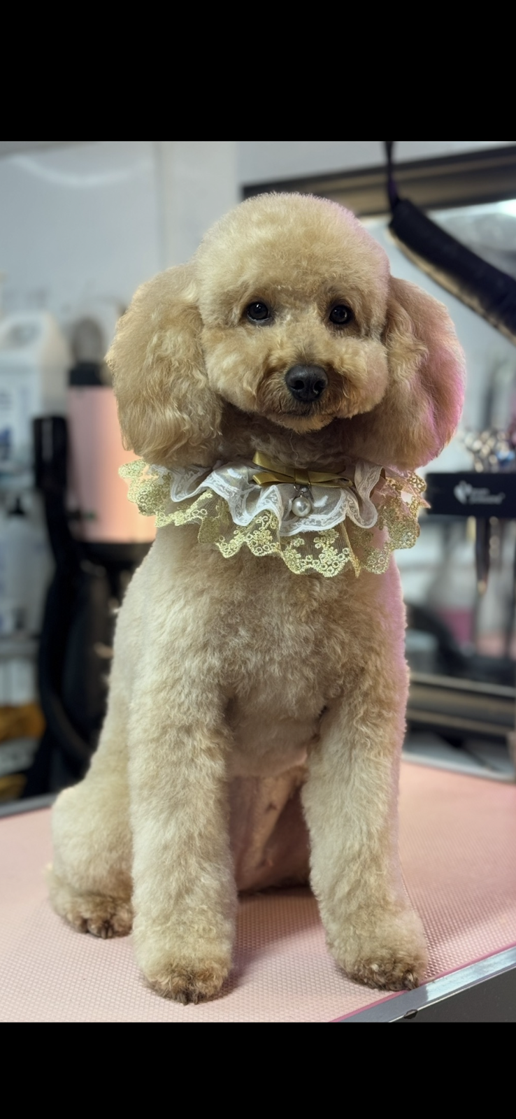 Classy Canines Professional Dog Grooming