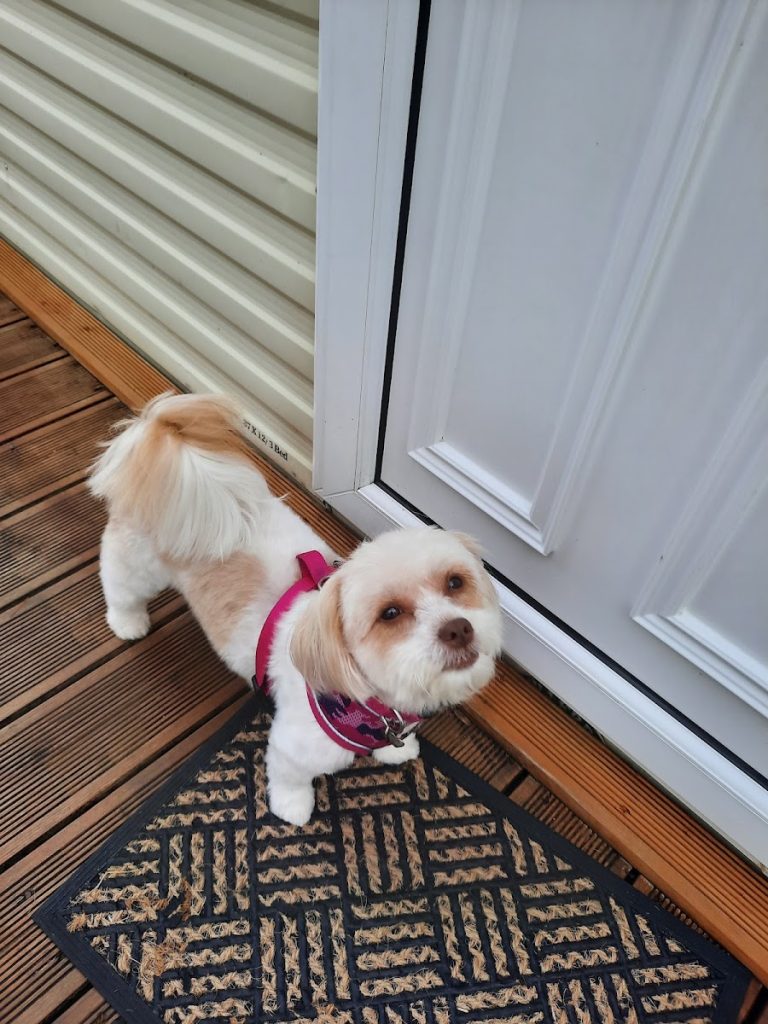 Clip Art Dog Grooming Salon