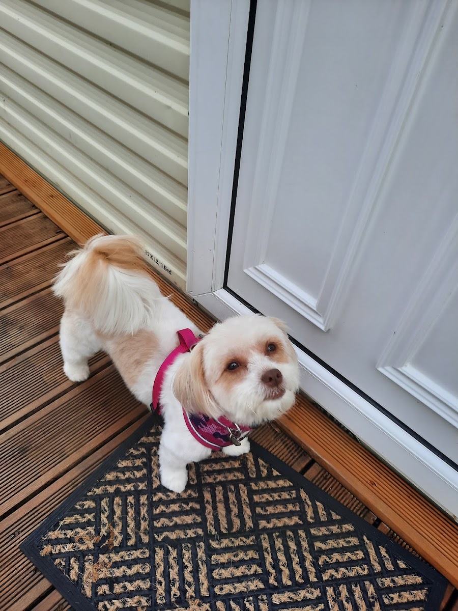 Clip Art Dog Grooming Salon