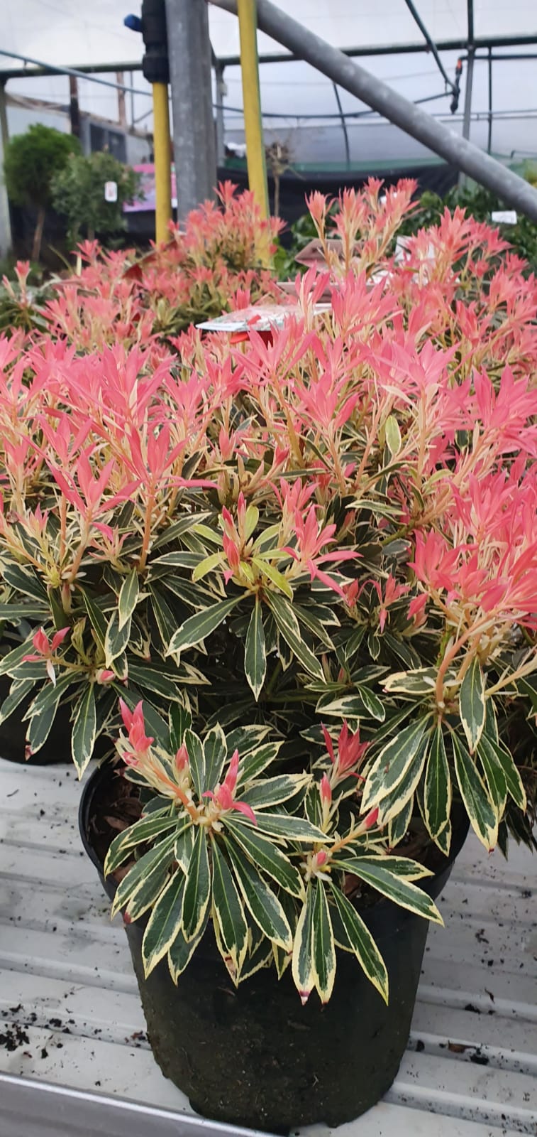 Clockhouse Nurseries Plant Emporium