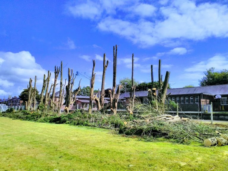 Commins Tree Services