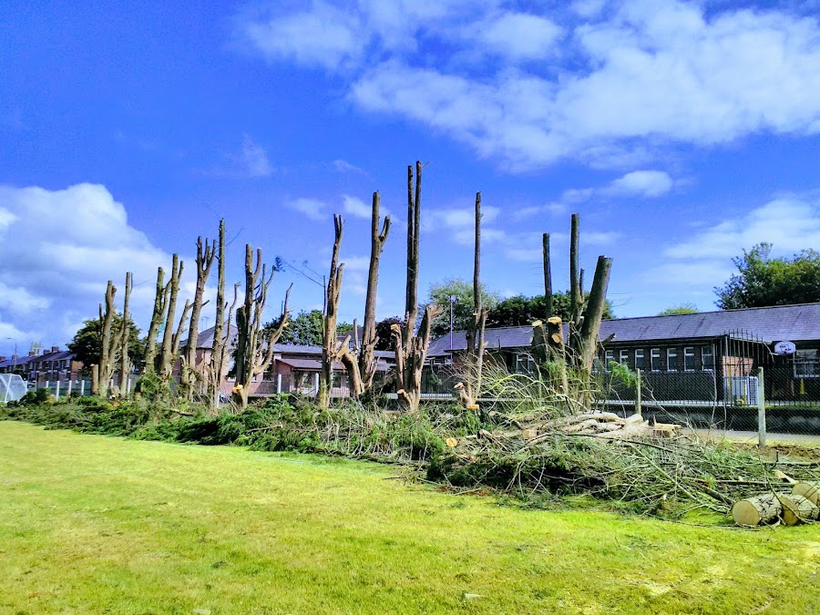 Commins Tree Services