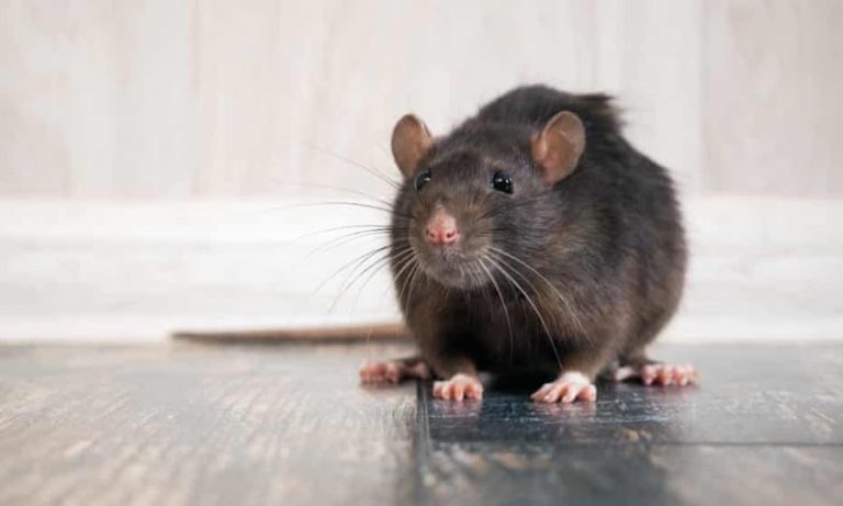 Complete Pest Control Cork