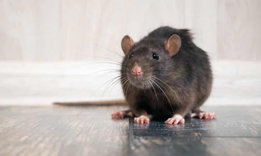 Complete Pest Control Cork