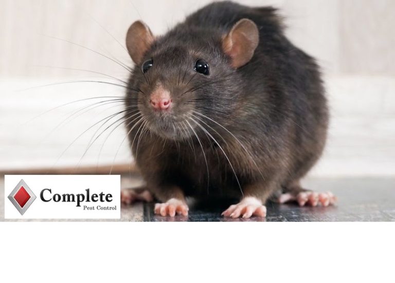Complete Pest Control Dublin