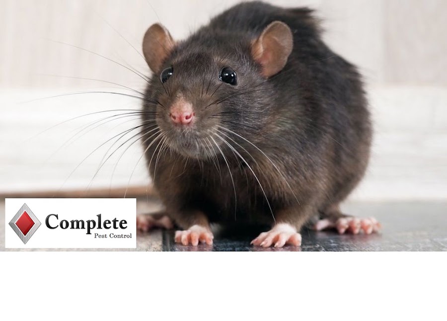 Complete Pest Control Dublin