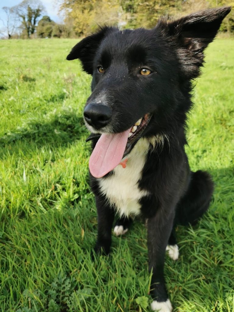 Corran Kennels